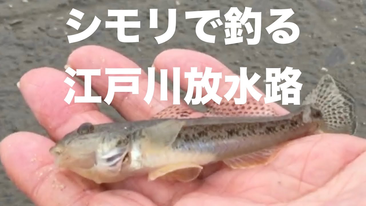 【ハゼ釣り】初の江戸川放水路！シモリで狙うハゼ