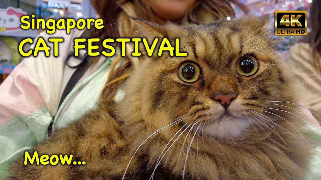 Wonderful Singapore Cat Festival 2023