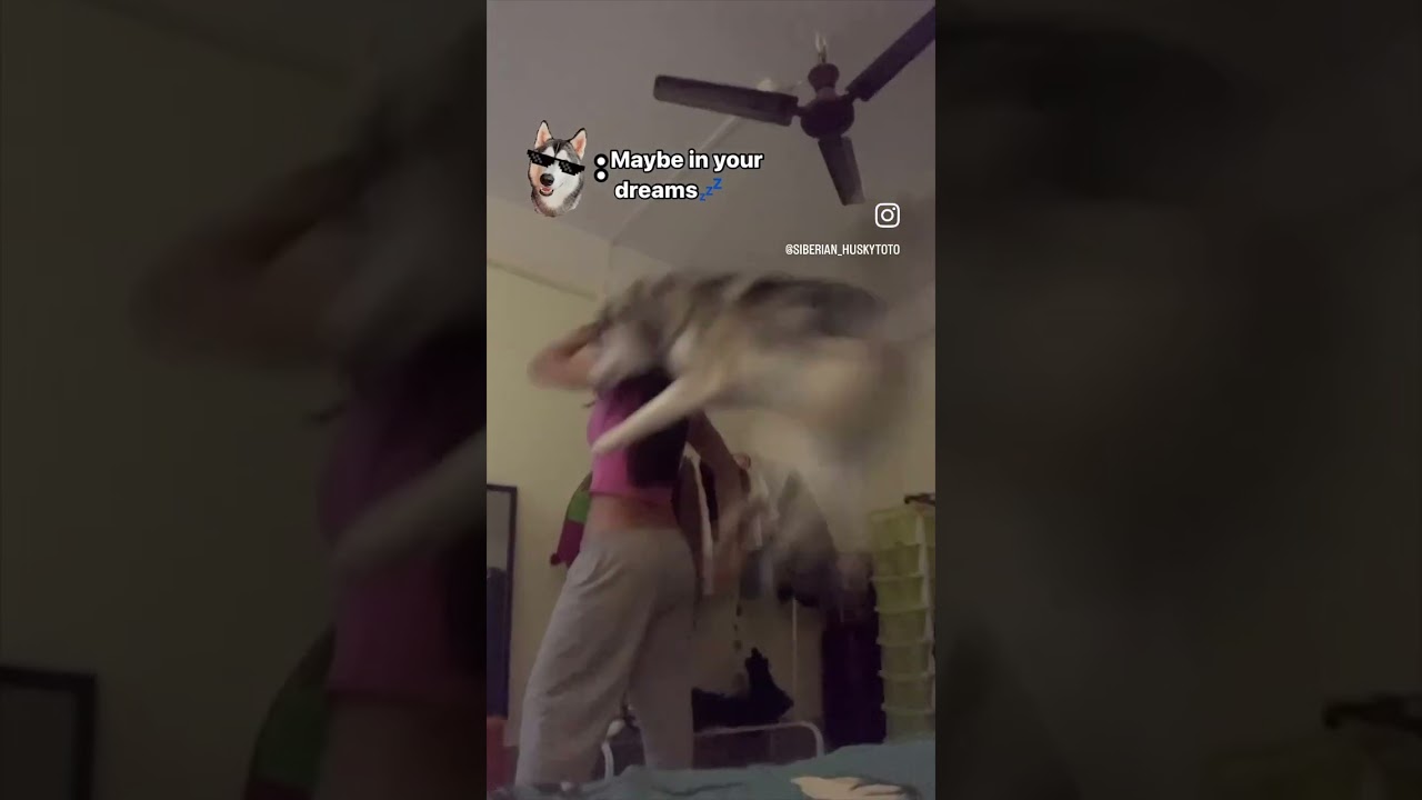 #funnyhusky #puppy #funnyanimal #husky #trending #petparenting #funnydog #dogvideos