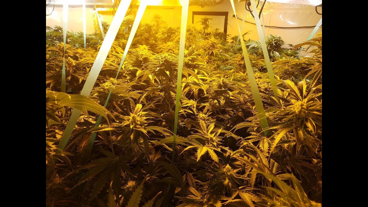 Sour Diesel 12 Plant Flower Update