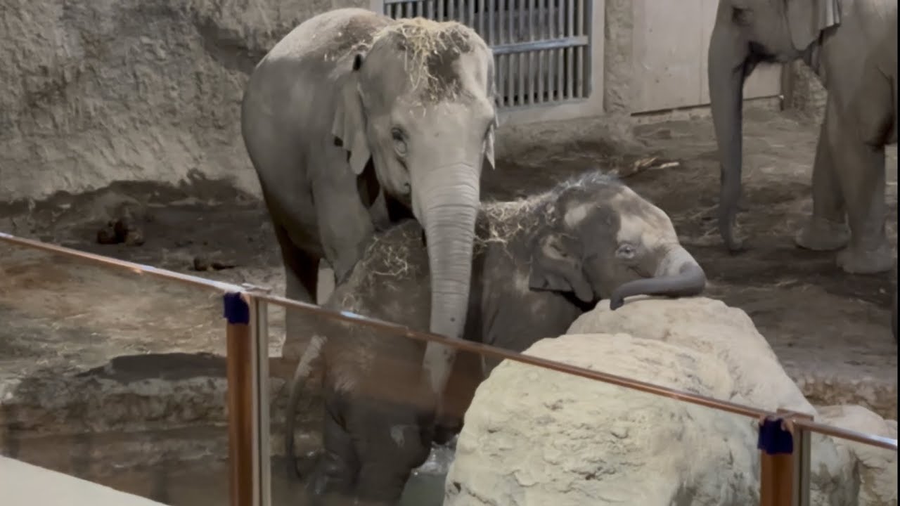 円山動物園アジアゾウタオついにプールデビュー❣️