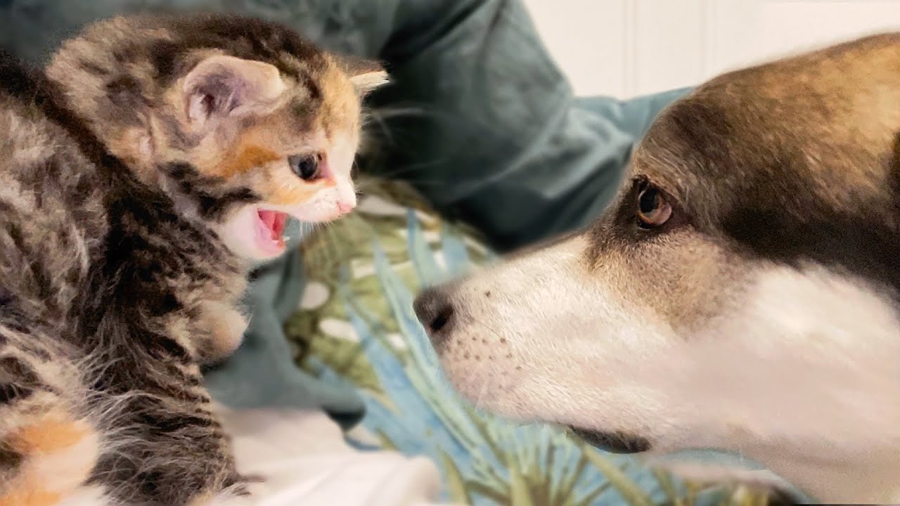 My Kitten Meets Wolf