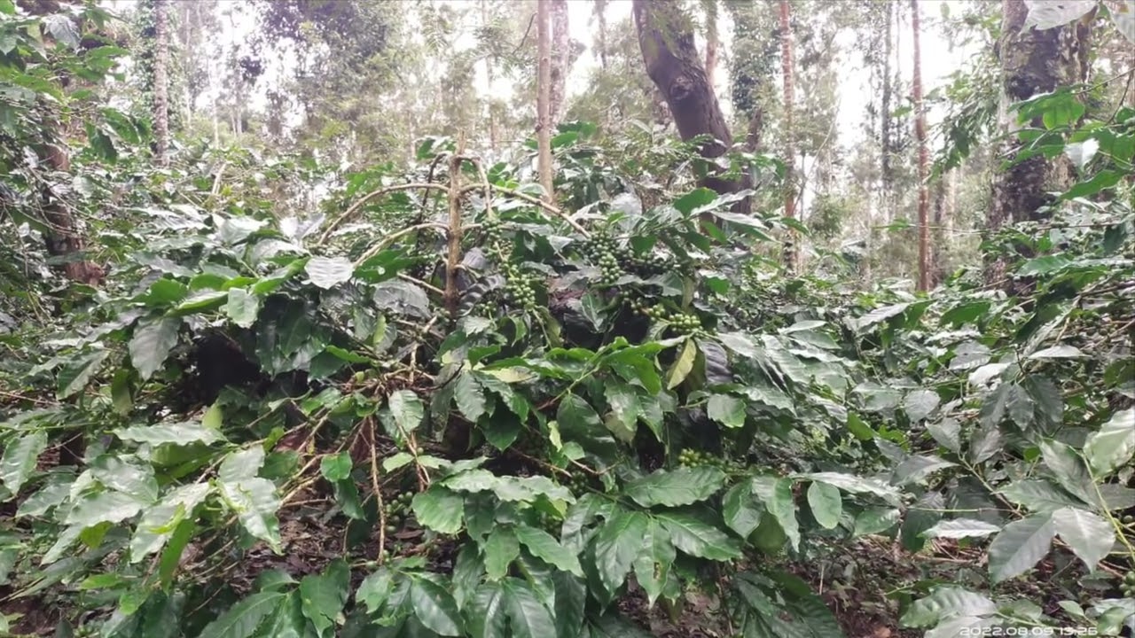 11 acre coffee estate for sale in aldur area - Chikkamgaluru