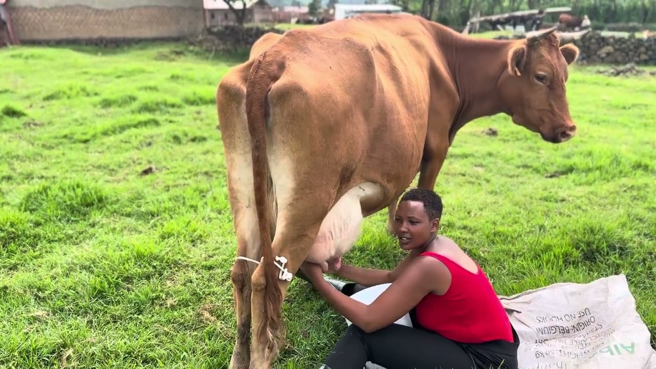 Umukobwa wambere mugukama inka murwanda yakamye turumirwa #amagaju #inka