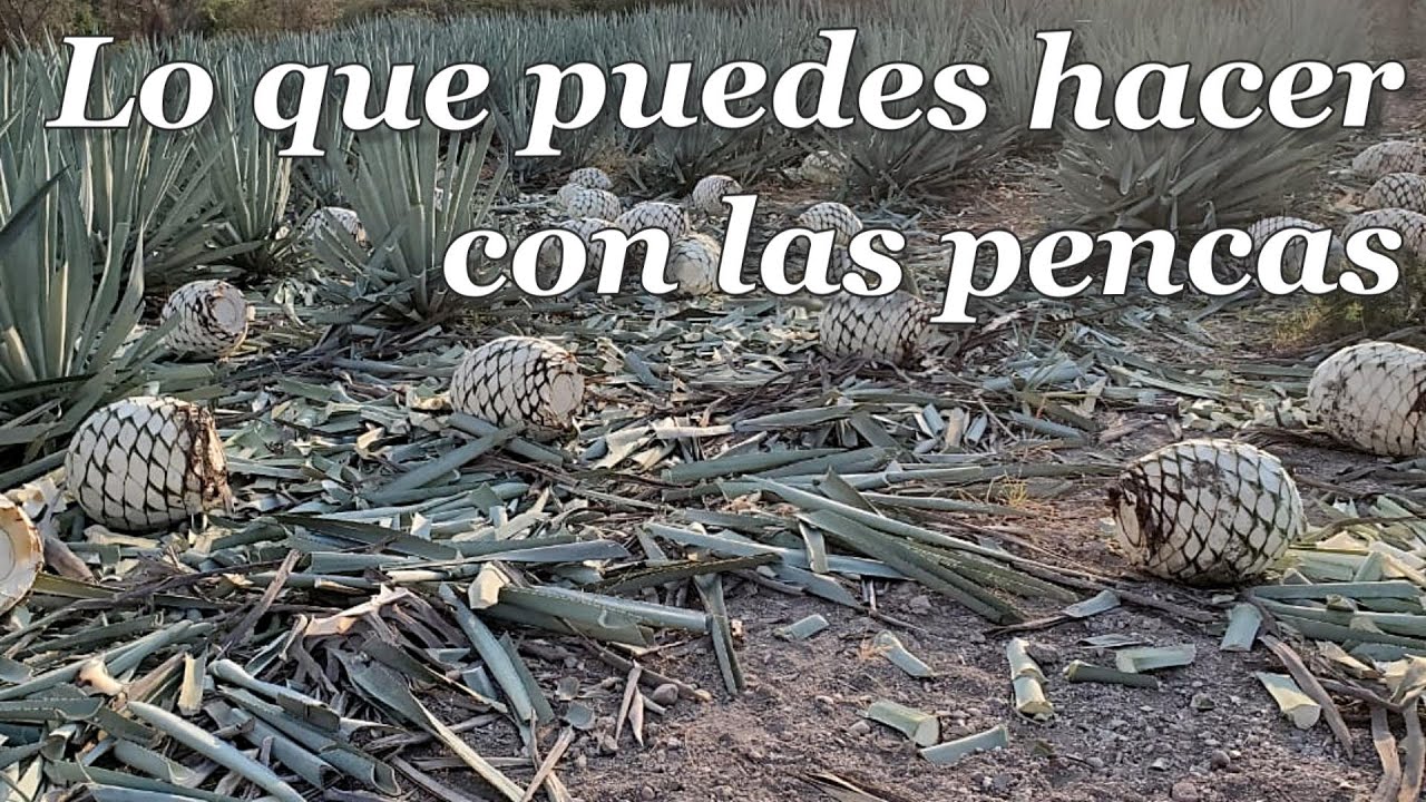 Aprovechamiento de las pencas del agave: más que un residuo