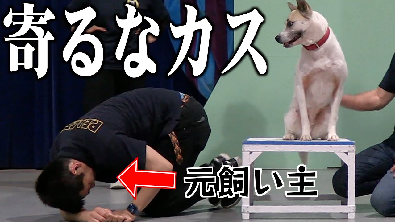 3年離れて暮らした元保護犬に超絶嫌われてんだけど、こっから好かれることってあるん？【秘策】