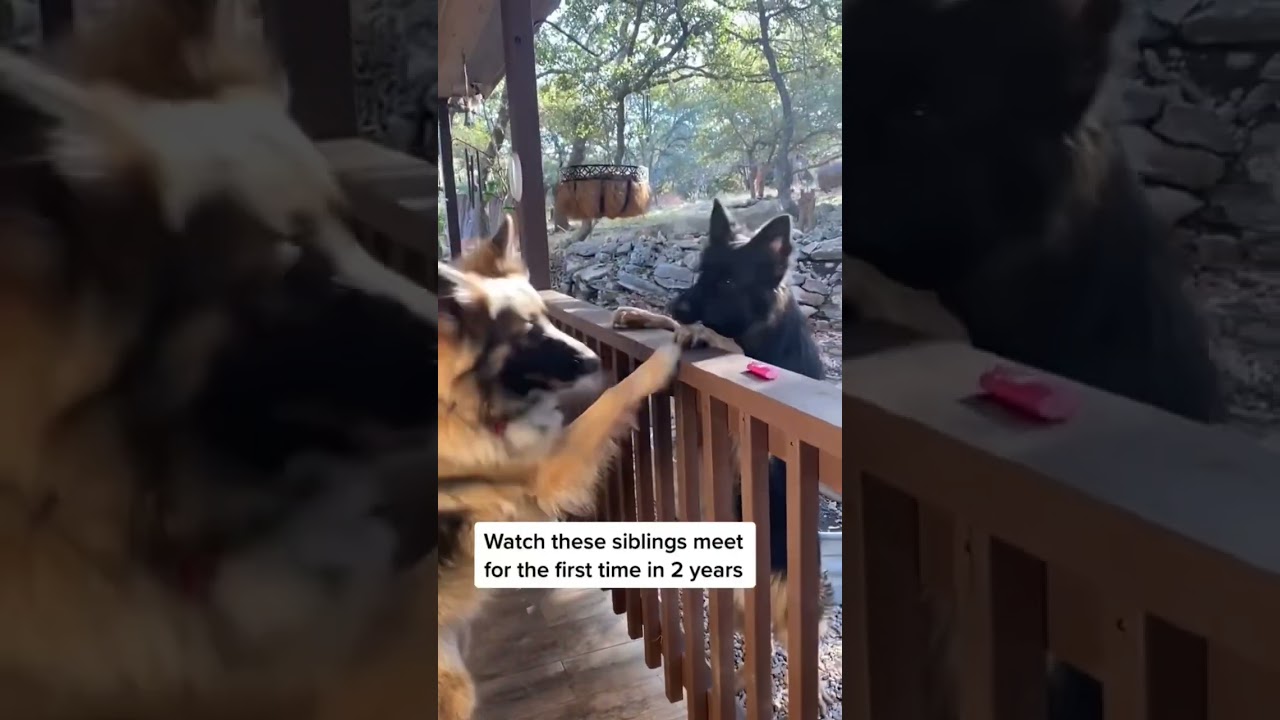 Watch as these two German Shepherds siblings meet for the first time in two years. 