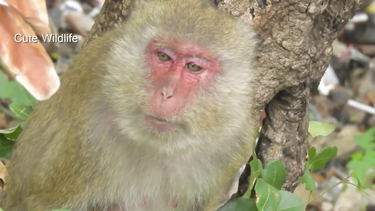 Monkey Abigail | Red Face Monkey | Oldest Monkey | Long tail Monkey | Poor Monkey