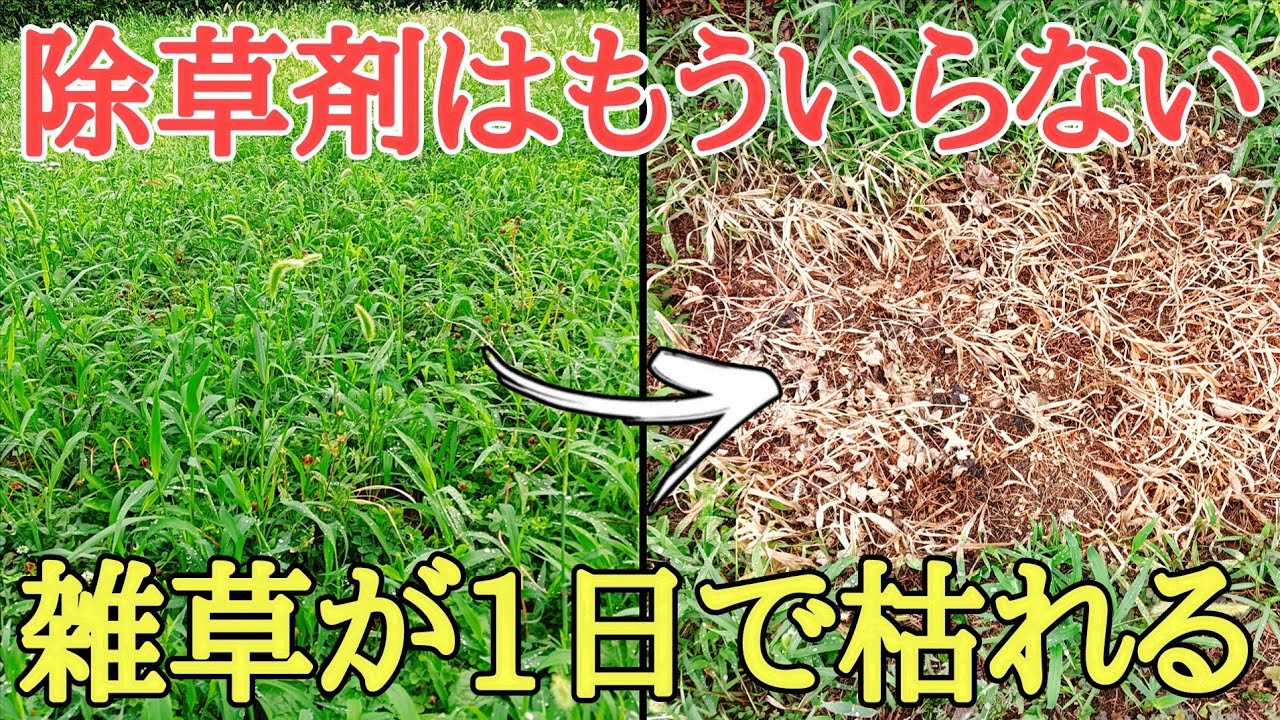 夏の雑草対策｜何もしなくても雑草が枯れる方法を紹介します。