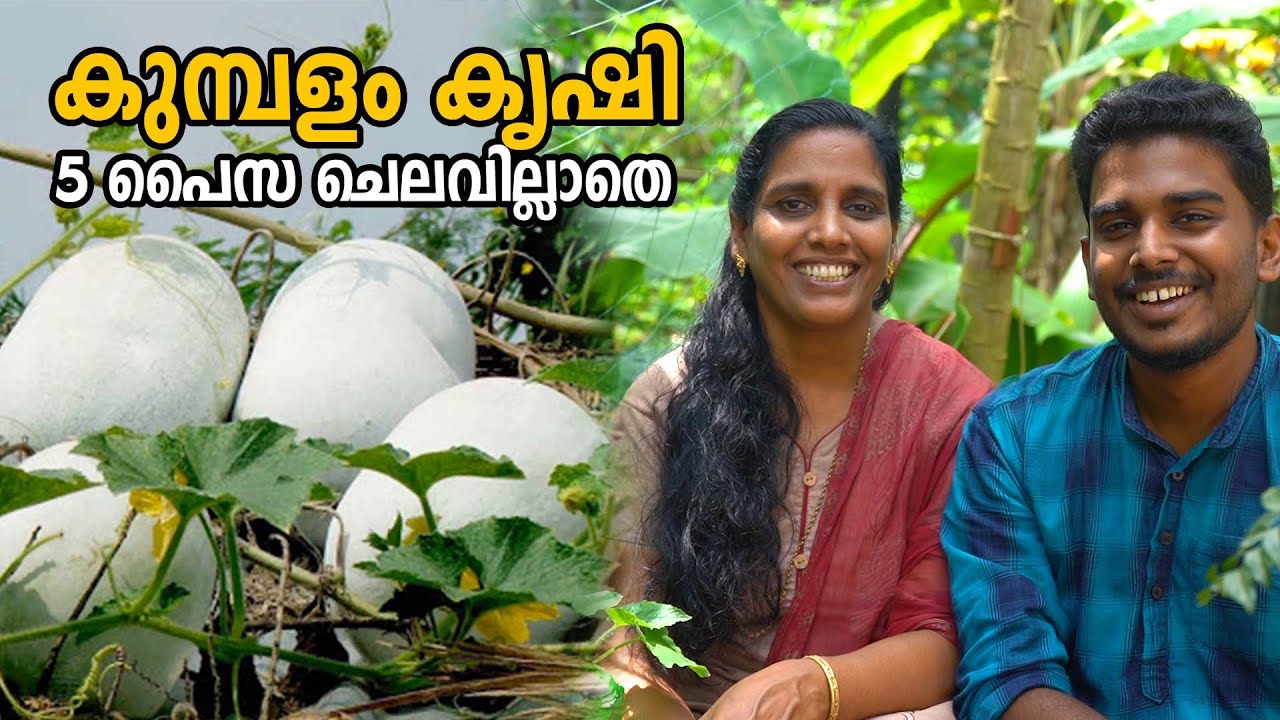 കുമ്പളം കൃഷി 5 പൈസ ചെലവില്ലാതെ | Kumbalam Krishi | Ash Gourd Farming in Malayalam | Minis Lifestyle