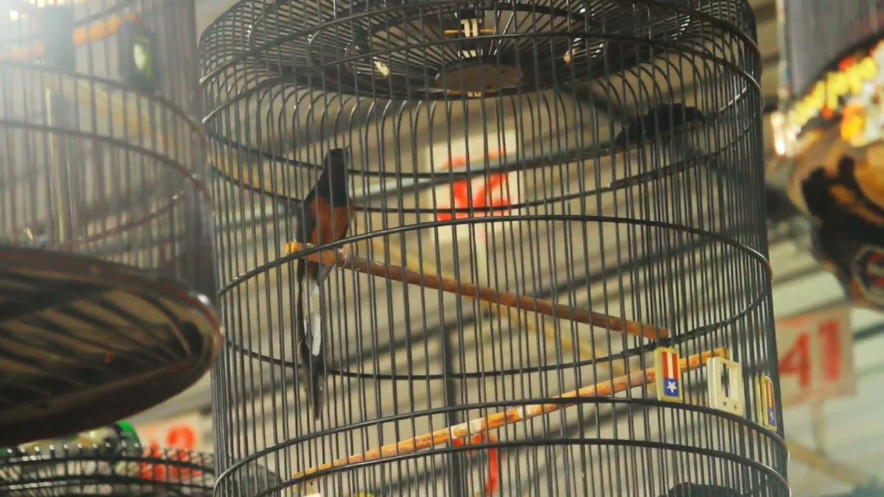 MURAI BATU BENTO EDANNNNNN🔥