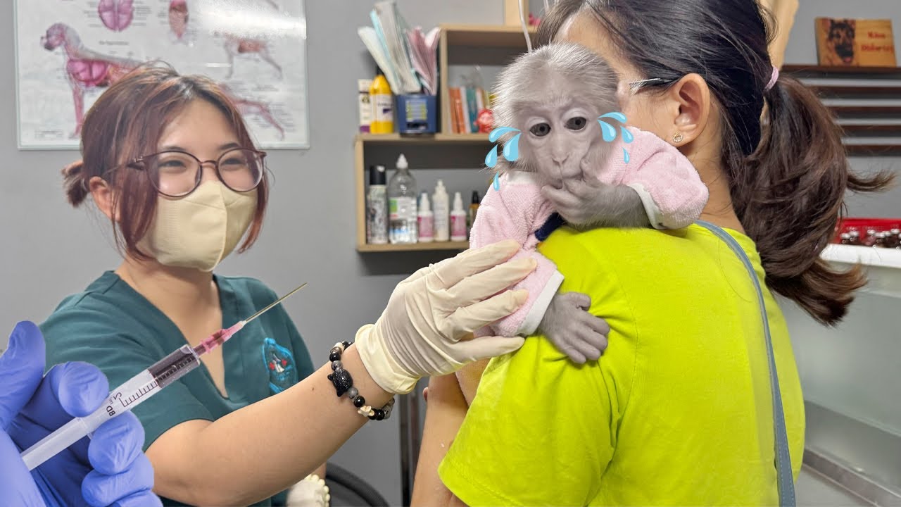 Lucky Screamed, Panicked Running Away at the Sight of the Vaccine Needle: What Happened?