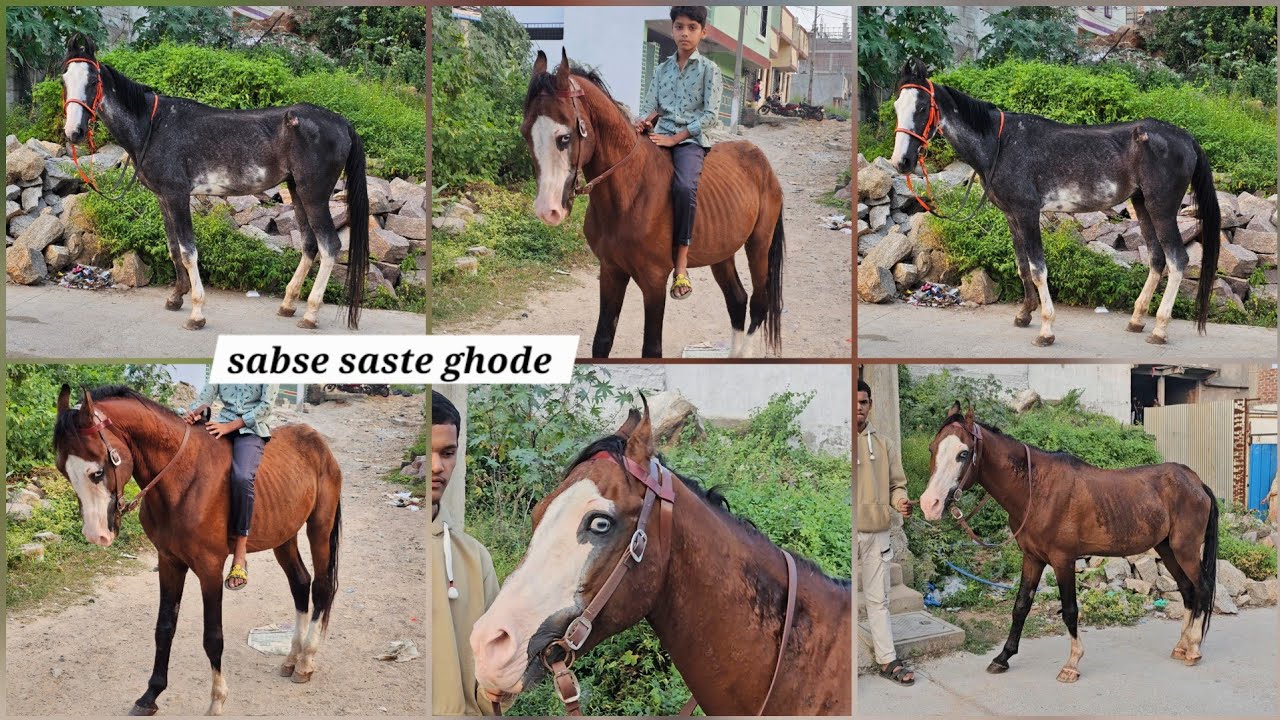 Sabse saste ghode | Marwari kathiyawad horses | Jay Mangal Aankh 👀 wala ghoda | in Hyderabad 