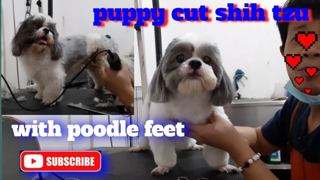 Shih tzu puppy cut with poodle feet | the groomer VS