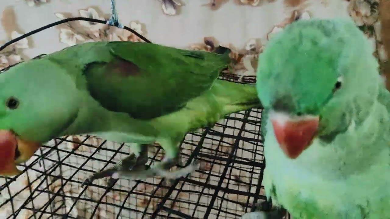 #mitthu