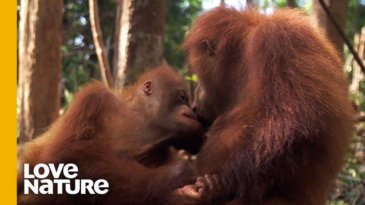 Orangutan Friendship is No Monkey Business | Love Nature