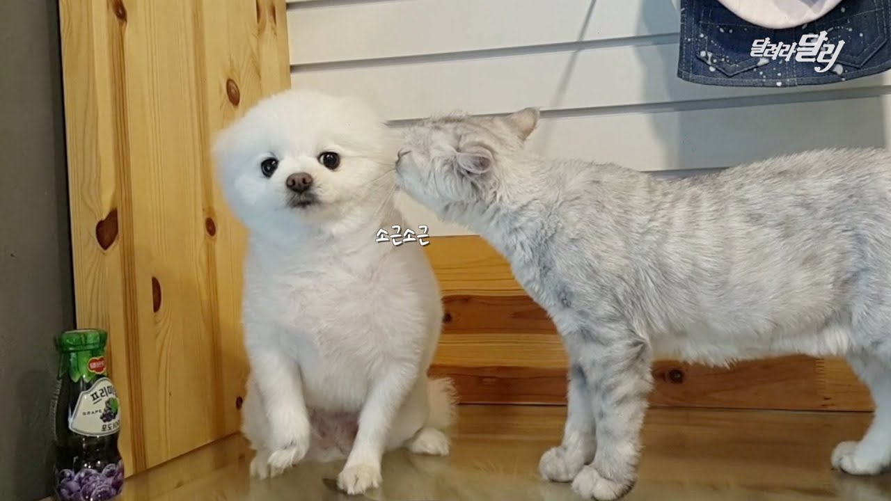 강아지 달리가 고양이를 좋아하는 이유