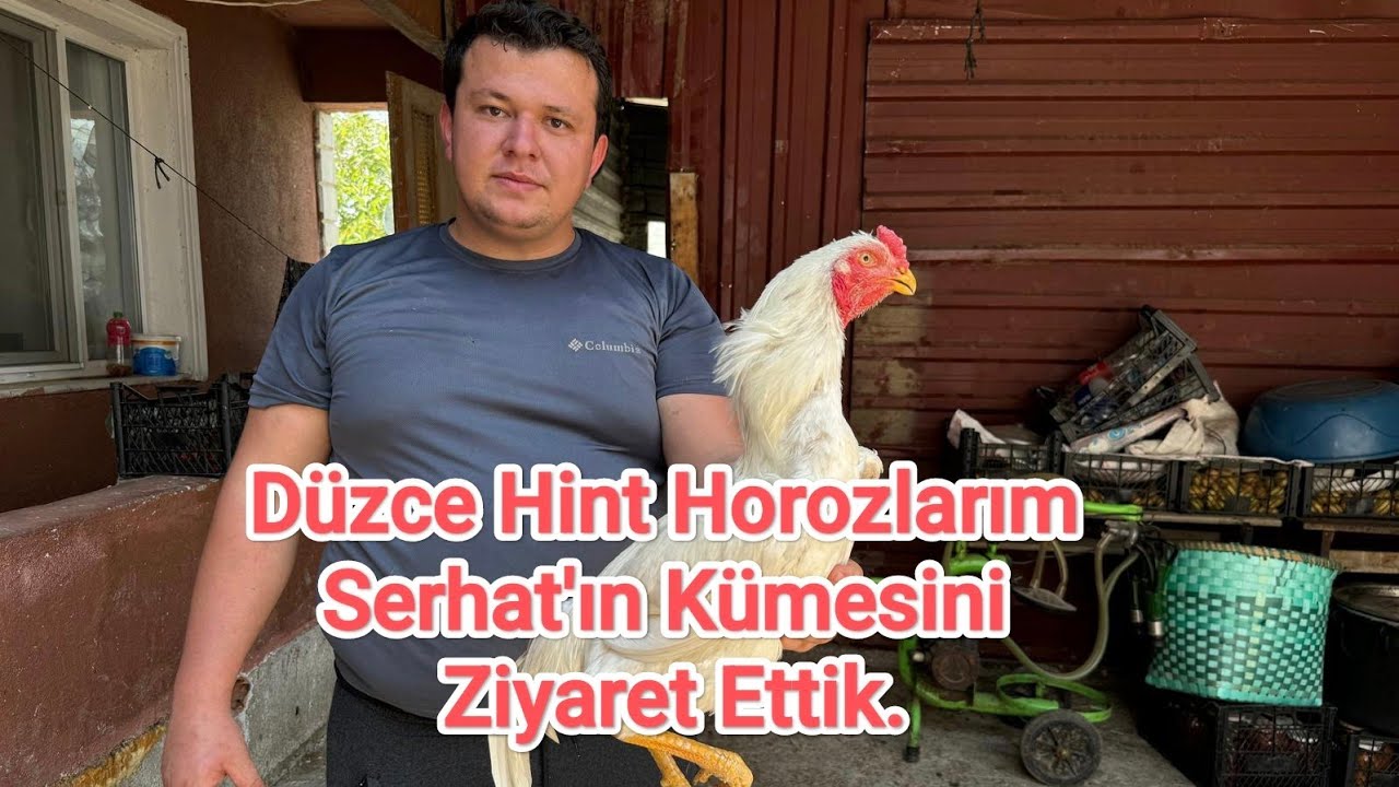 D&uuml;zce Hint Horozlarım Serhat&rsquo;ın K&uuml;mesini Ziyaret Ettik.G&uuml;zel Horozları Var Maşallah.