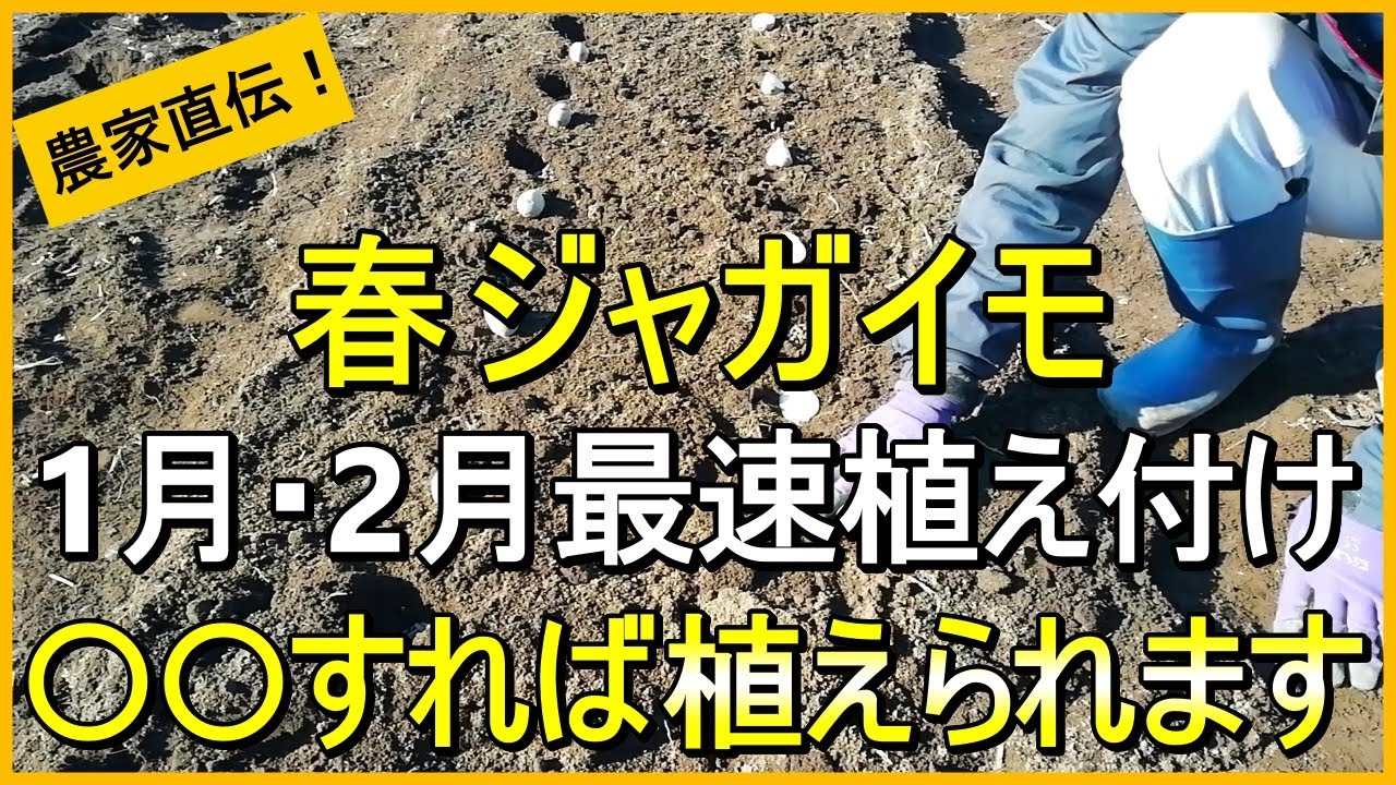 【ジャガイモ栽培】1日でも早く収穫するための植え付けのコツ【有機農家直伝！無農薬で育てる家庭菜園】　25/1/25