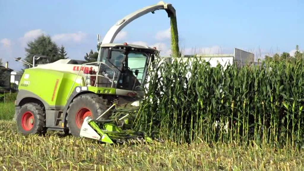 Claas Jaguar 980 - Rosina Silvio e F.lli & C : Trinciato mais 2014