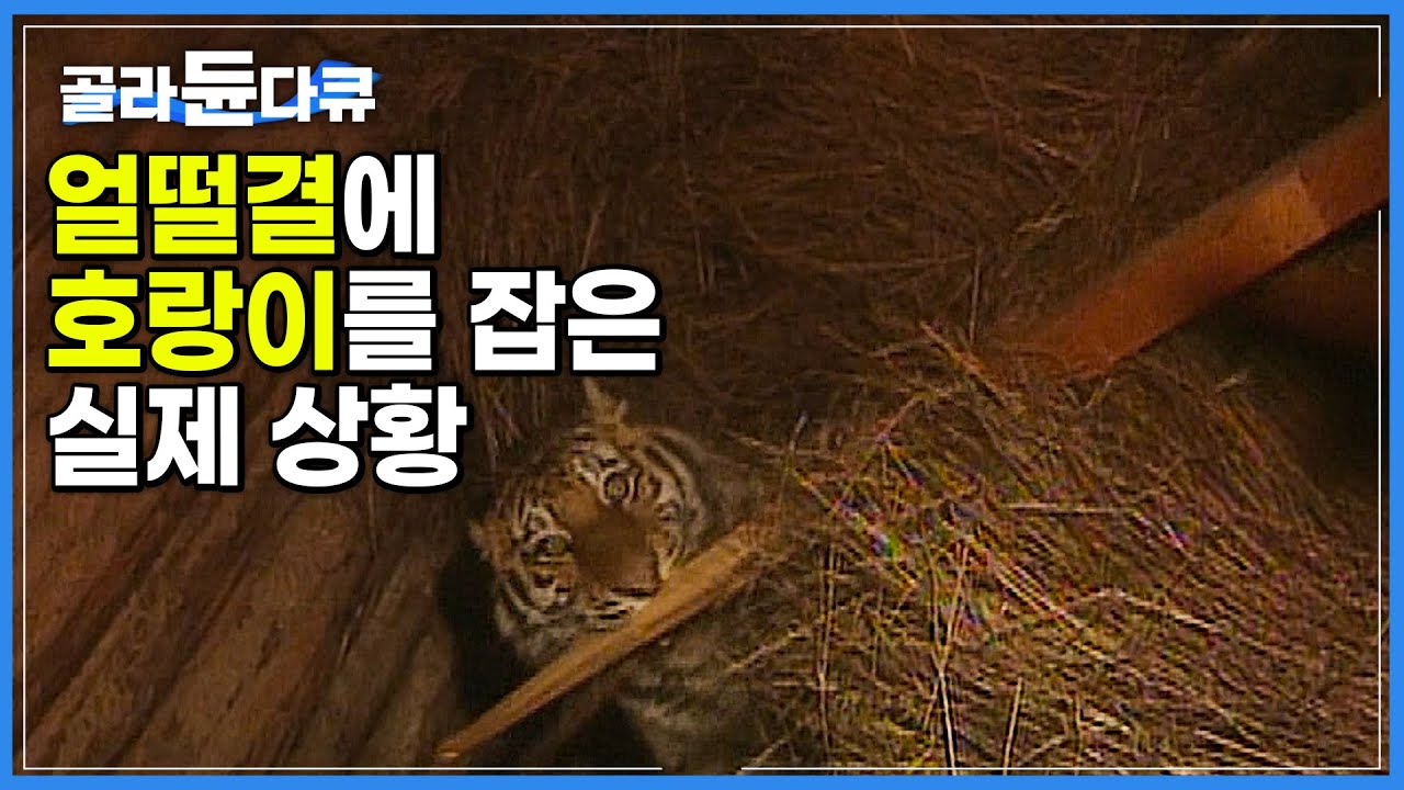 얼떨결에 잡아버린 러시아 식인 호랑이의 운명은?│#골라듄다큐