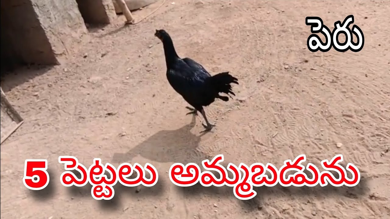 #KVR BREEDES#thanks to all 🙏#bhimavaram chicks#peru cross chicks#chicks#patta punju#birds#chicken