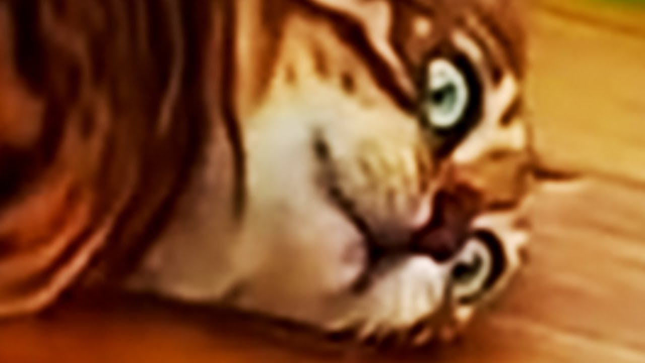мемы, которые изменили мою жизнь