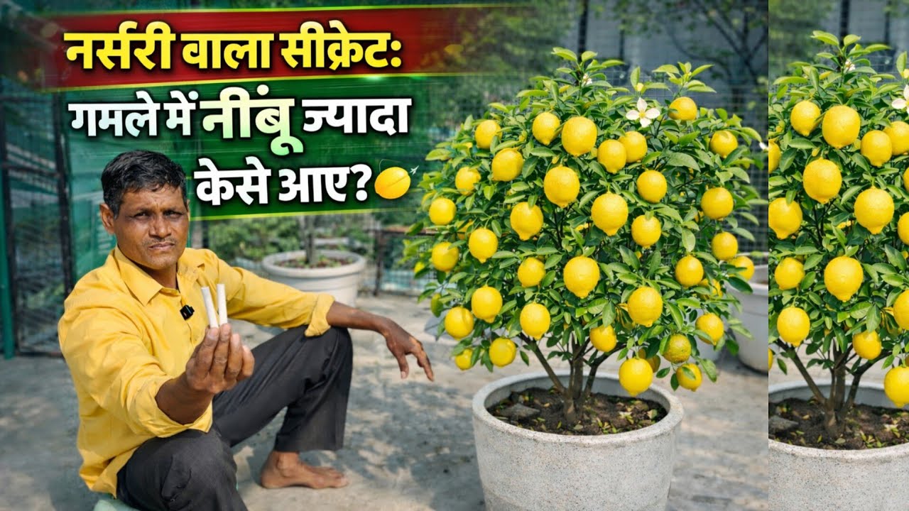 नींबू के लिए माली का सीक्रेट! Free में सुपर खाद 🍋🔥