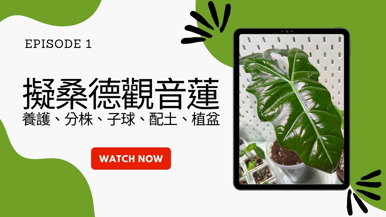 擬桑德觀音蓮養護、分株、子球、配土、植盆 | 小室哲栽 | 假日農夫 EP1 | Alocasia Pseudo Sanderiana