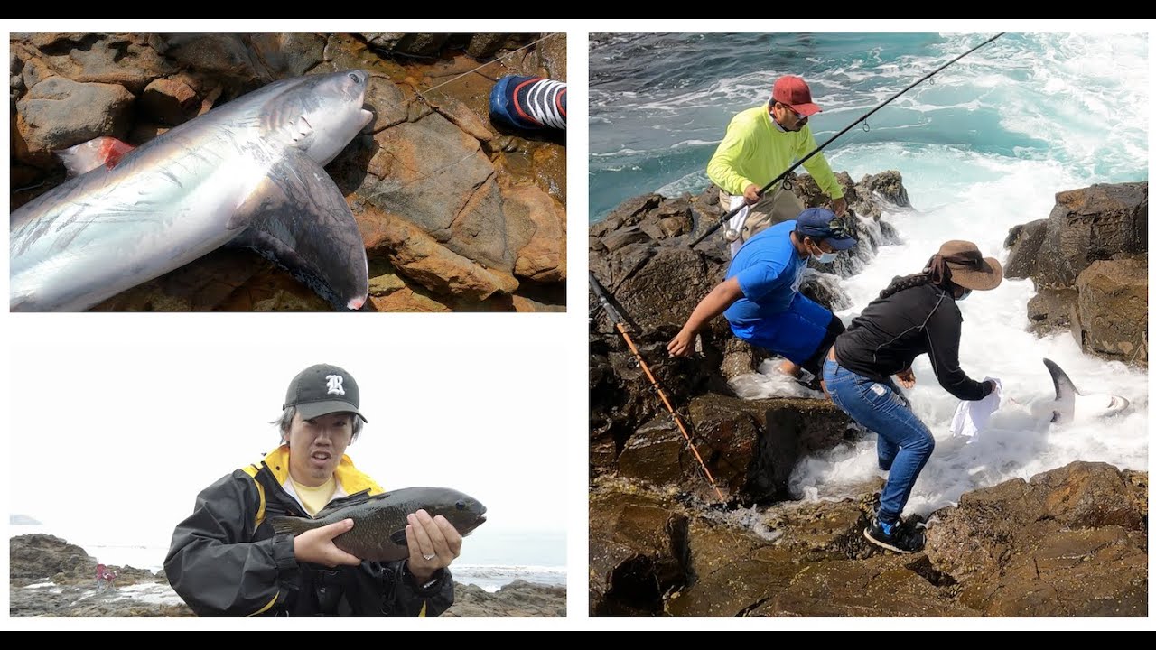 Big Ones - Giant Opaleye & Huge Shark Caught!