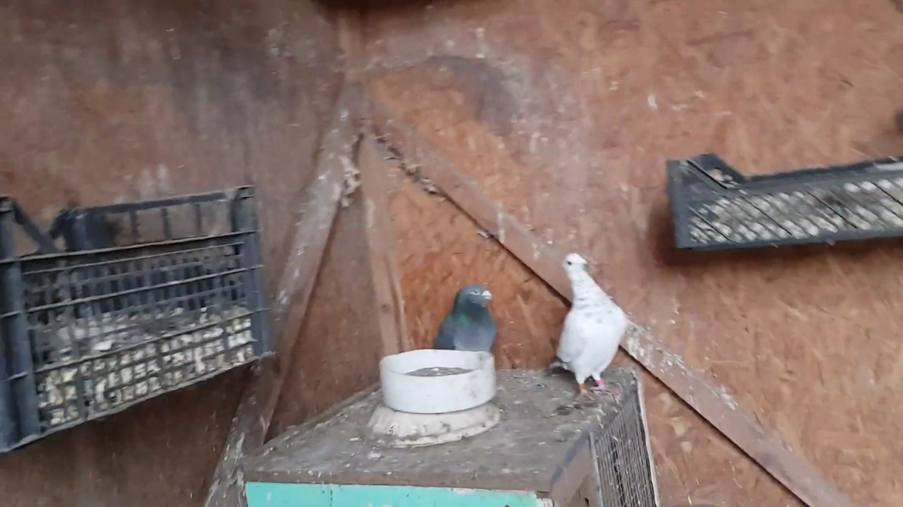 Gołębie Pocztowe/Rozpłód/Początki Lęgów/Mamki/Pigeons