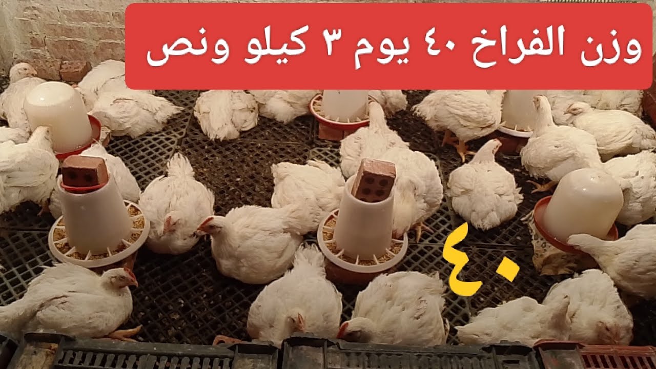 وزن الفراخ  ٣ كيلو ونص عمر ٤٠ يوم # سن الفول خلا الفراخ عجول # ماشاء الله لا قوه الا بالله 