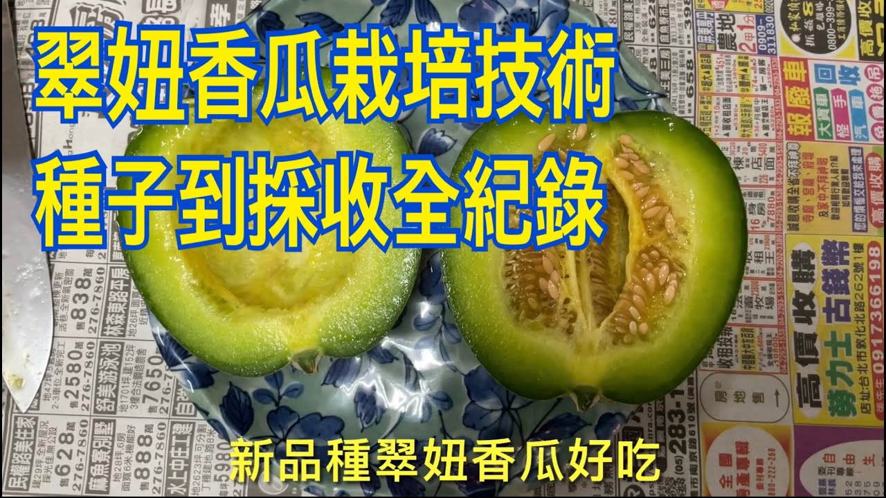 【休閒小菜園】翠妞香瓜栽培技術，從種子到採收果實重點紀錄，看完自己種也可以吃到香甜鬆脆的甜瓜了！