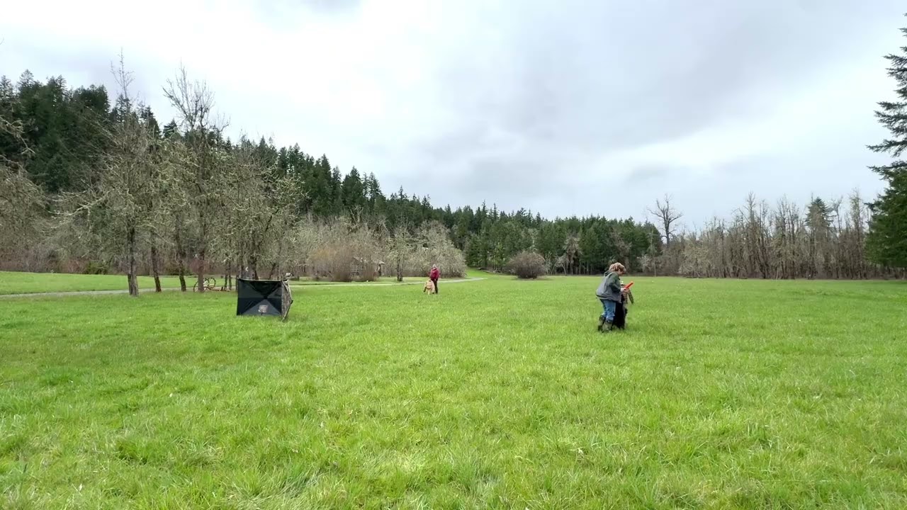 Babs and Tiffany Moran Retrievolution: Field Dog Core￼ submission