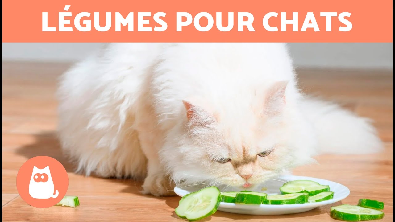 Les MEILLEURS LÉGUMES pour CHATS 🐱🥕 Dosage et Bienfaits
