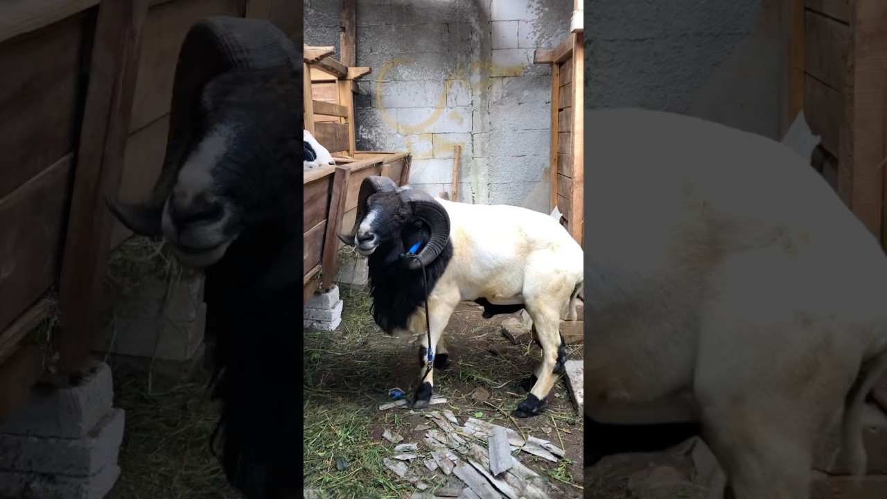 Penampakan Domba Garut 1 Kwintal Keluar Kandang 🔥 #dombagarut #dombaqurban #goat