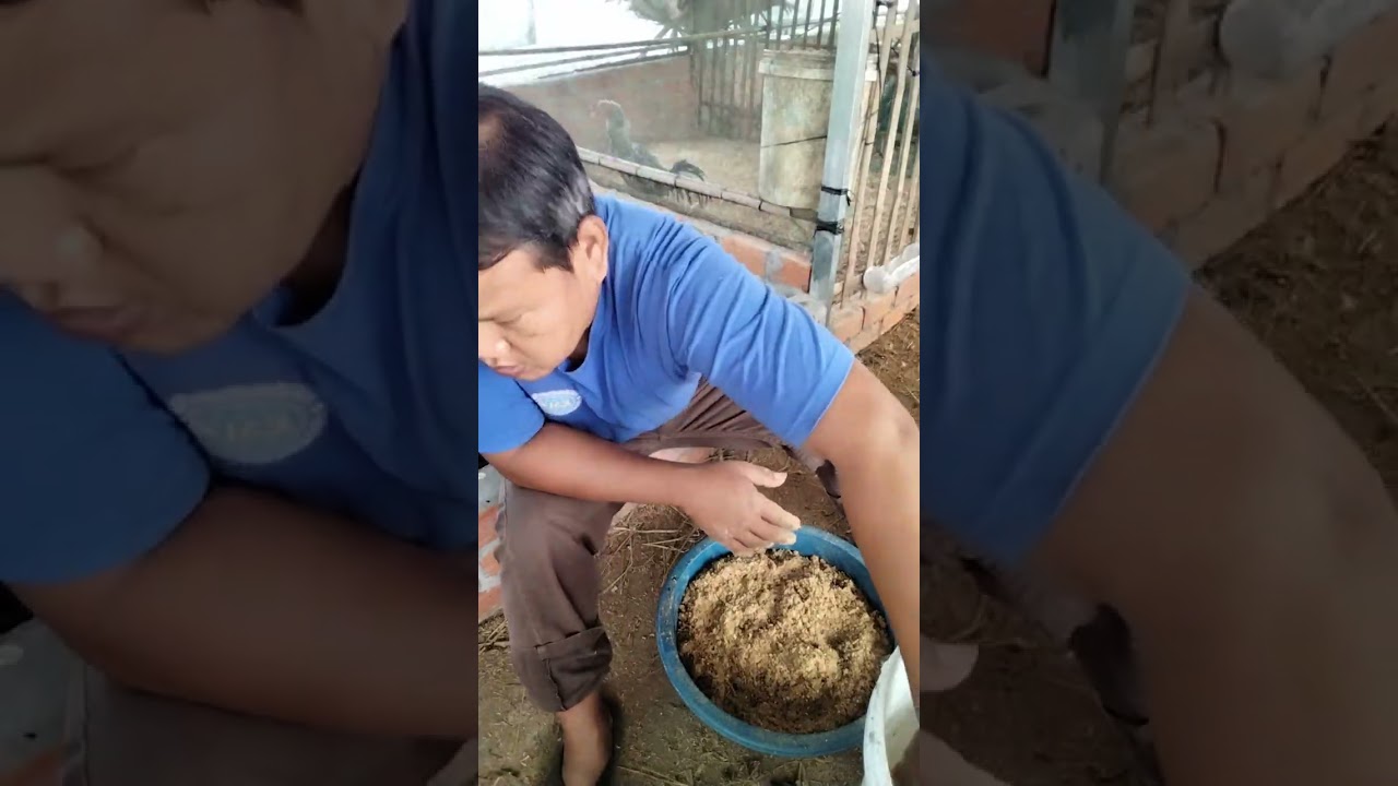 ការលាយចំណីអោយសត្វរបស់យើង