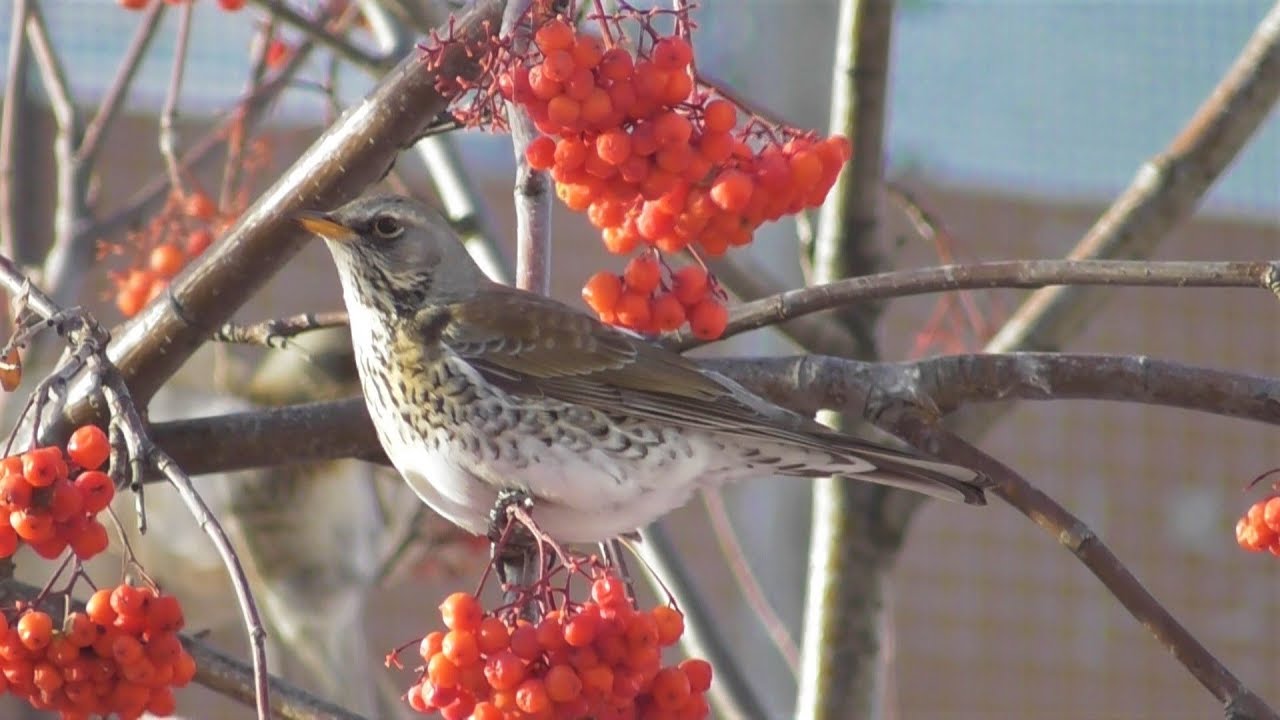 Дрозды рябинники зимой. ( Turdus pilaris )