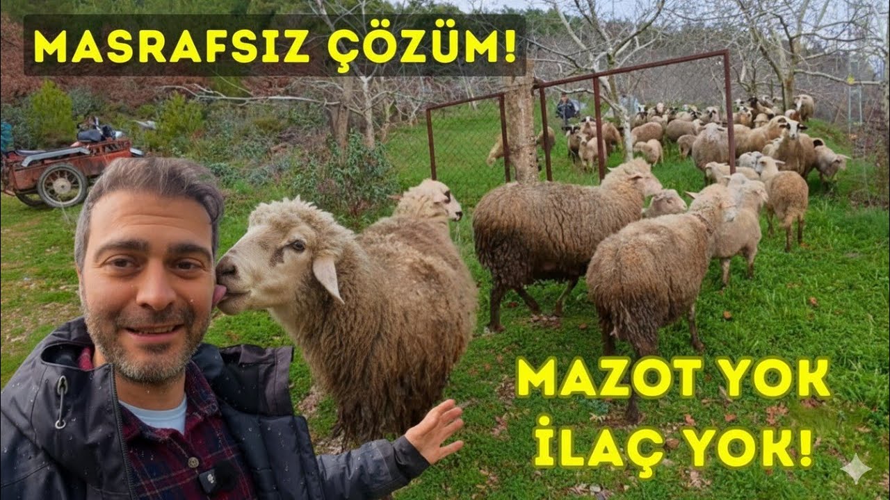 Bahçe Bakımındaki En Büyük Sorunu Doğal Yöntemle Çözdük - Ceviz Bahçesi Bakımı