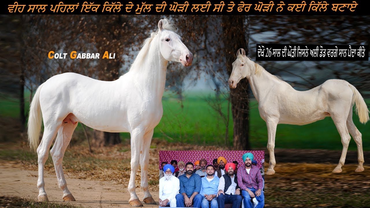 Colt Gabbar Ali ਦੇਖੋ 26 ਸਾਲ ਦੀ ਘੋੜੀ ਜਿਸਨੇ ਅਲੀ ਡੋਡ ਵਰਗੇ ਸਾਨ ਪੈਦਾ ਕੀਤੇ #beanttulewal 