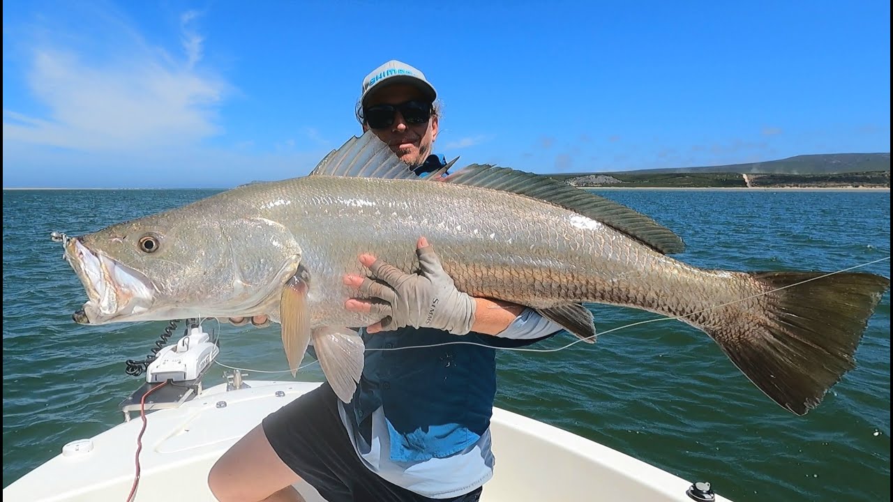 136 см KOB/MULLOWAY на приманке