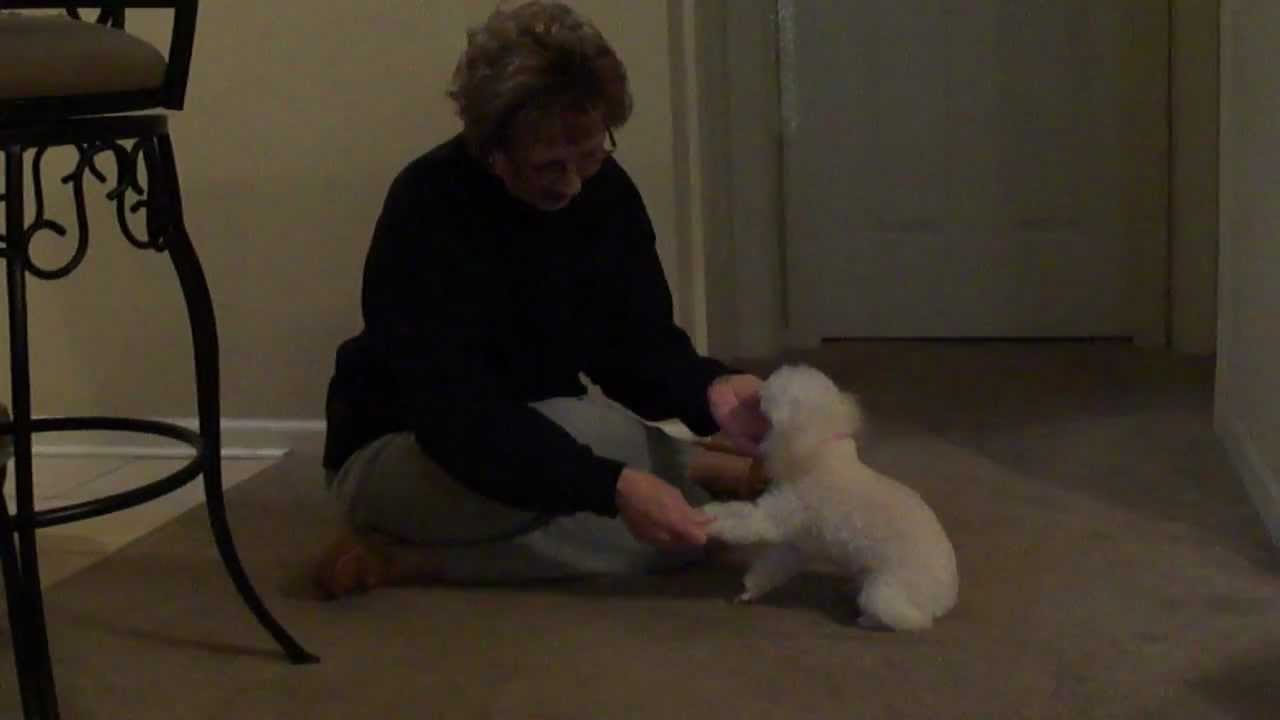 Teaching Toy Poodle Tricks (Judy instructing - Part 2)