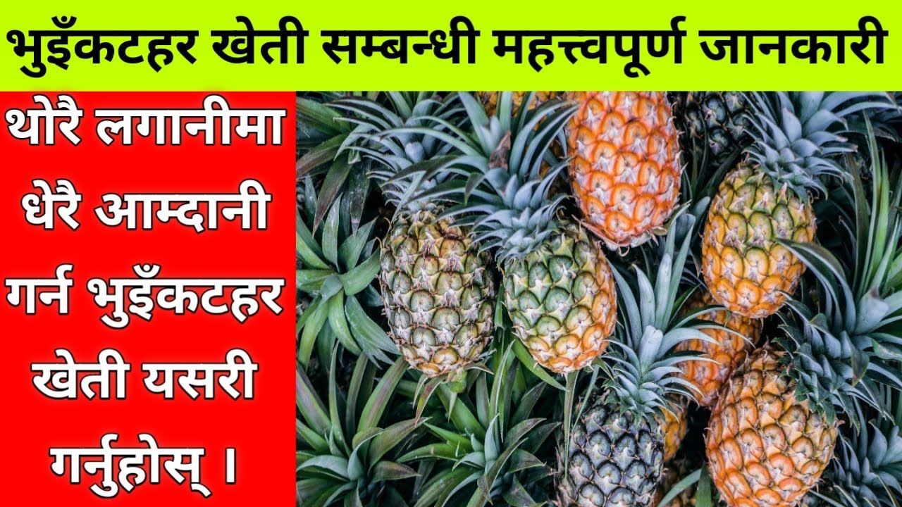 भुइँकटहर खेती सम्बन्धी महत्वपूर्ण जानकारी || Pineapple Farming In Nepal || Krishi Sandesh