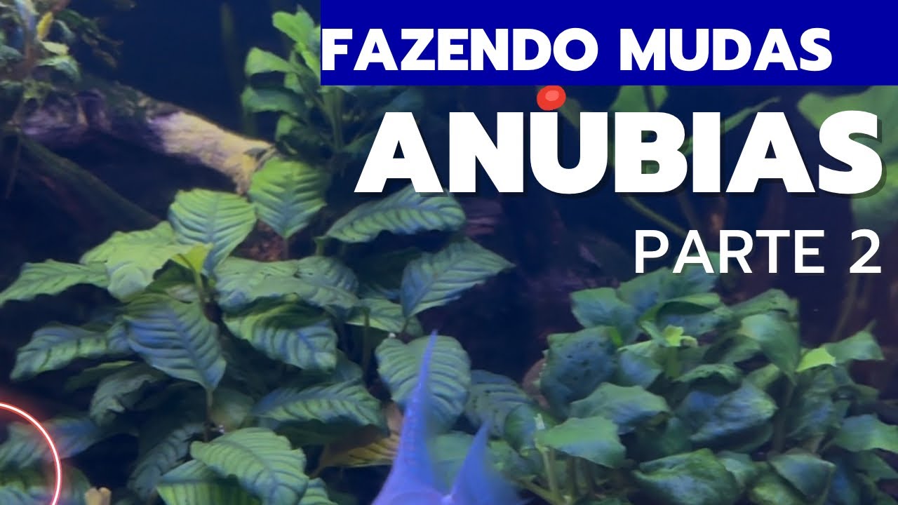 Fazendo Mudas de Anubias Petite e Nana - Parte 2 - Aquário Plantado