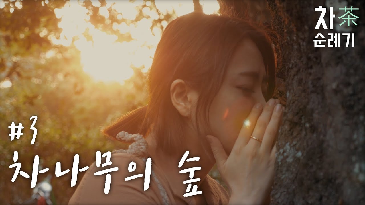 [인선다실]차(茶)순례기_#3 차나무의 숲