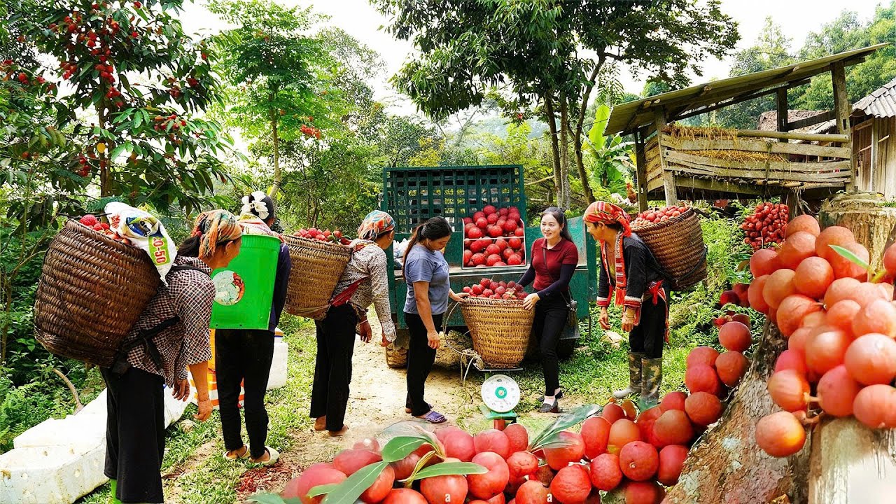 TIMELAPSE: Harvest Red Rambai in the Highlands, Use Truck Transport 1000+ Rambai Go to Market Sell