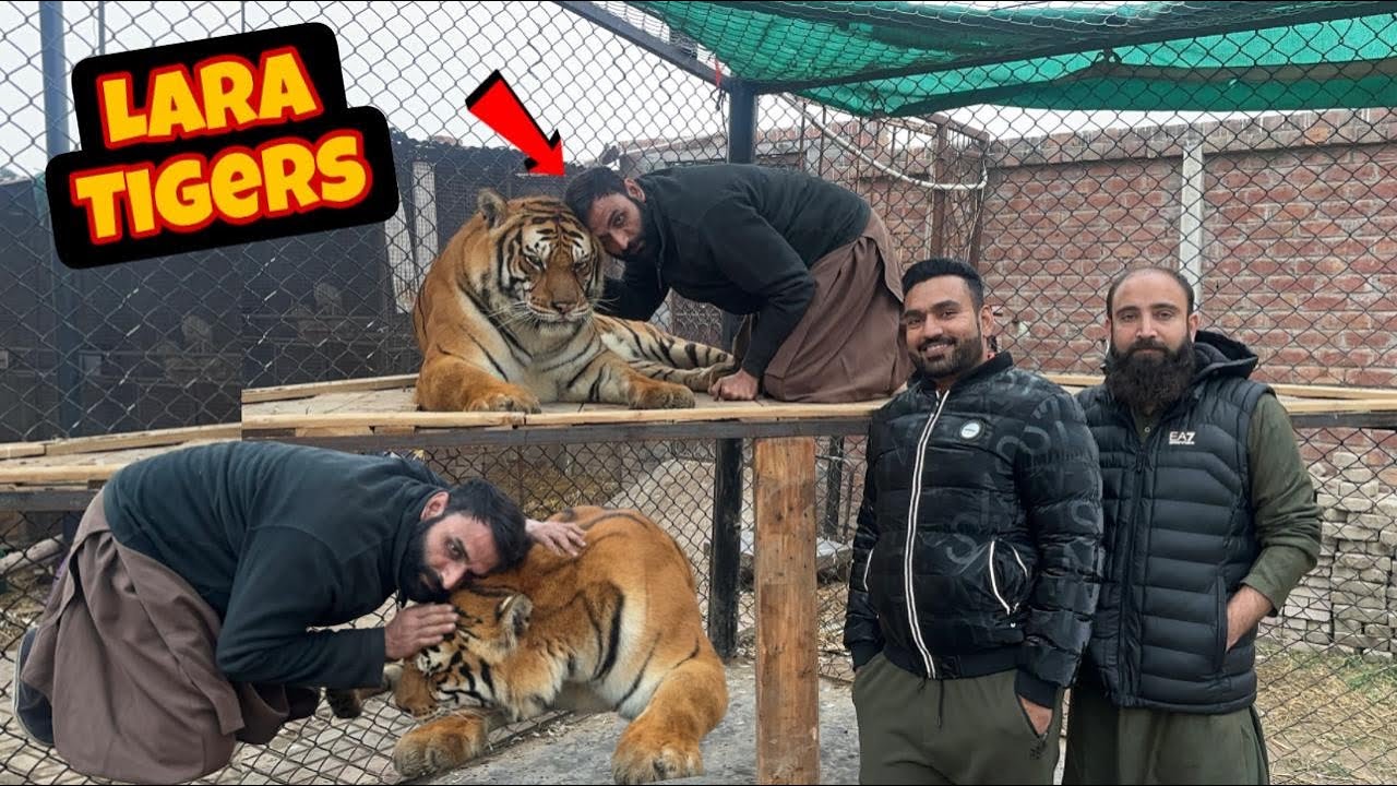 Lara Tigeress Na Hairan Kr Diya 🐅😱😱