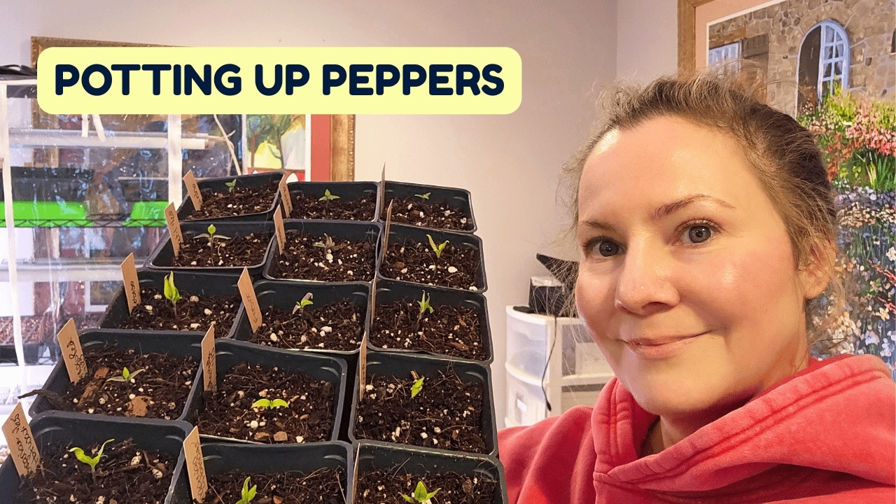 When to Pot Up Pepper Seedlings