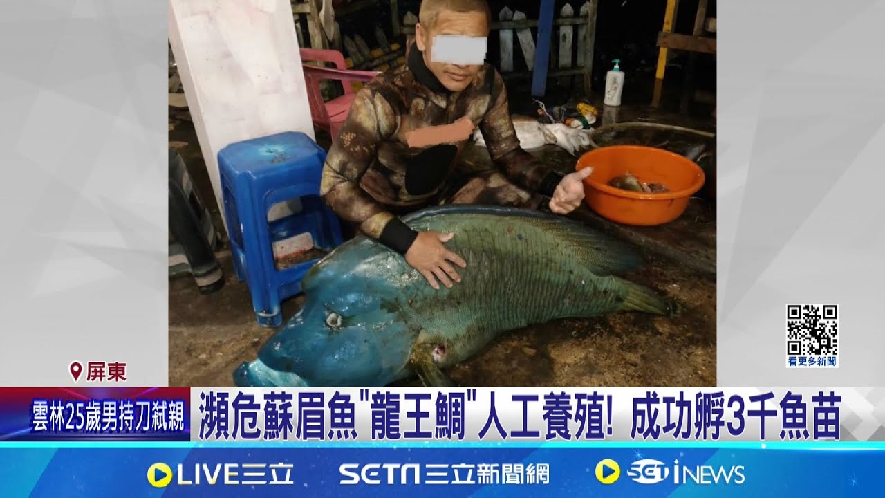 瀕危蘇眉魚