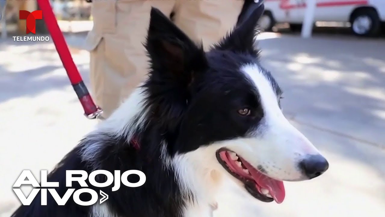 Perro donado a una unidad de bomberos mexicana se convierte en rescatista